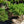 Load image into Gallery viewer, San Jose Chinese Juniper
