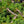Load image into Gallery viewer, San Jose Chinese Juniper