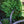 Load image into Gallery viewer, San Jose Chinese Juniper