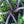 Load image into Gallery viewer, San Jose Chinese Juniper