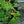 Load image into Gallery viewer, Sandy Shores Lenten Rose