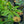 Load image into Gallery viewer, Sandy Shores Lenten Rose