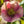 Load image into Gallery viewer, Sandy Shores Lenten Rose