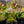 Load image into Gallery viewer, Sandy Shores Lenten Rose
