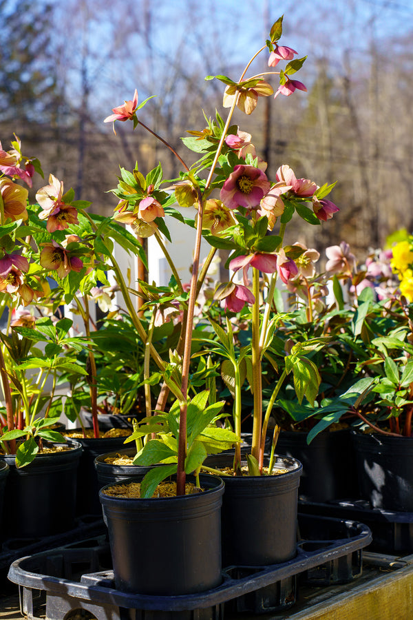Sandy Shores Lenten Rose