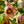 Load image into Gallery viewer, Sandy Shores Lenten Rose