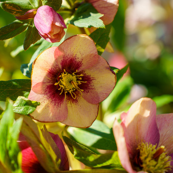 Sandy Shores Lenten Rose