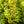 Load image into Gallery viewer, Sango Kaku Coral Bark Japanese Maple - Japanese Maple - Japanese Maples