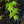 Load image into Gallery viewer, Sango Kaku Coral Bark Japanese Maple - Japanese Maple - Japanese Maples