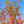 Load image into Gallery viewer, Sango Kaku Coral Bark Japanese Maple - Japanese Maple - Japanese Maples