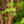 Load image into Gallery viewer, Sango Kaku Coral Bark Japanese Maple