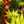 Load image into Gallery viewer, Sango Kaku Coral Bark Japanese Maple - Japanese Maple - Japanese Maples