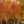 Load image into Gallery viewer, Sango Kaku Coral Bark Japanese Maple - Japanese Maple - Japanese Maples