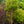 Load image into Gallery viewer, Sango Kaku Coral Bark Japanese Maple