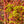 Load image into Gallery viewer, Sango Kaku Coral Bark Japanese Maple - Japanese Maple - Japanese Maples