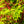 Load image into Gallery viewer, Sango Kaku Coral Bark Japanese Maple - Japanese Maple - Japanese Maples