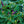 Load image into Gallery viewer, Ornamental Pepper