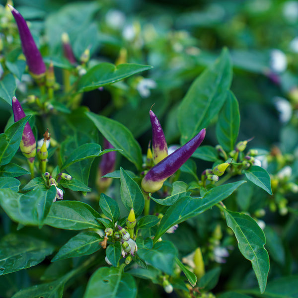 Ornamental Pepper
