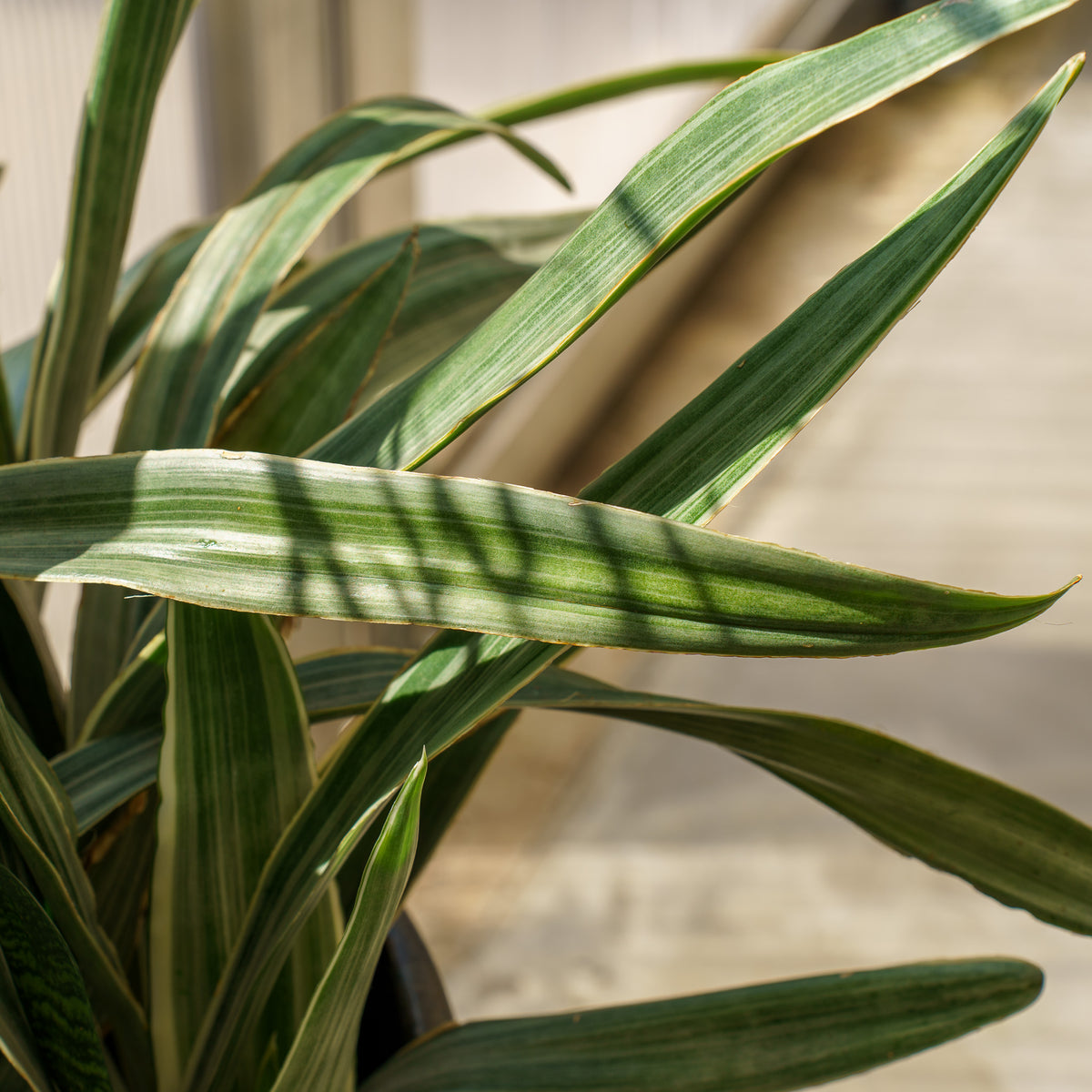 dracaena sayuri Sayuri Snake Plant – Plant Detectives