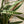 Load image into Gallery viewer, Sayuri Snake Plant