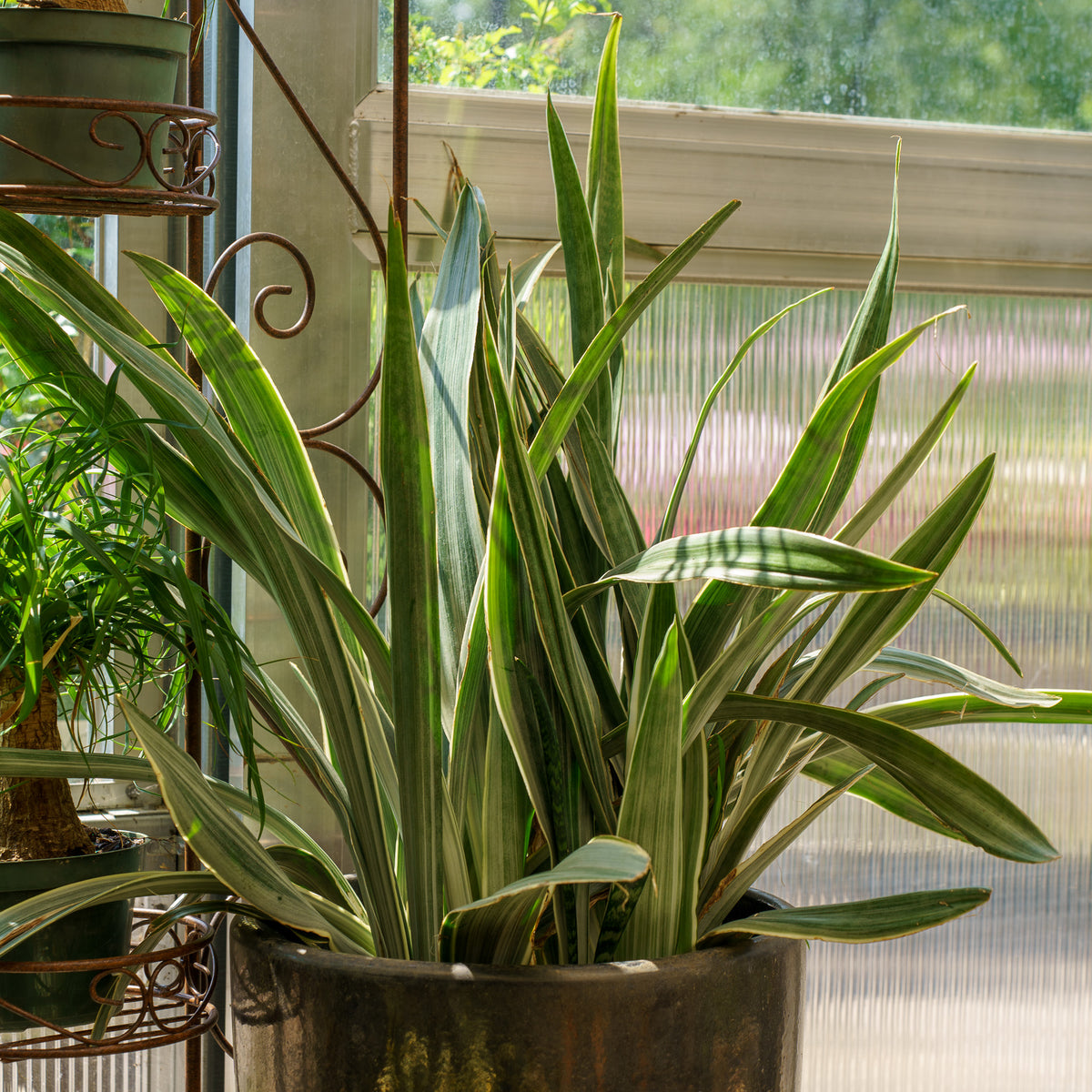 Sayuri Snake Plant – Plant Detectives