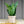 Load image into Gallery viewer, Futura Superba Snake Plant - Sansevieria - Housepants
