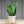 Load image into Gallery viewer, Futura Superba Snake Plant - Sansevieria - Housepants