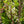 Load image into Gallery viewer, Santa Rosa Plum