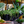 Load image into Gallery viewer, Sao Paulo Baby Tears - Hanging Baskets - Houseplants