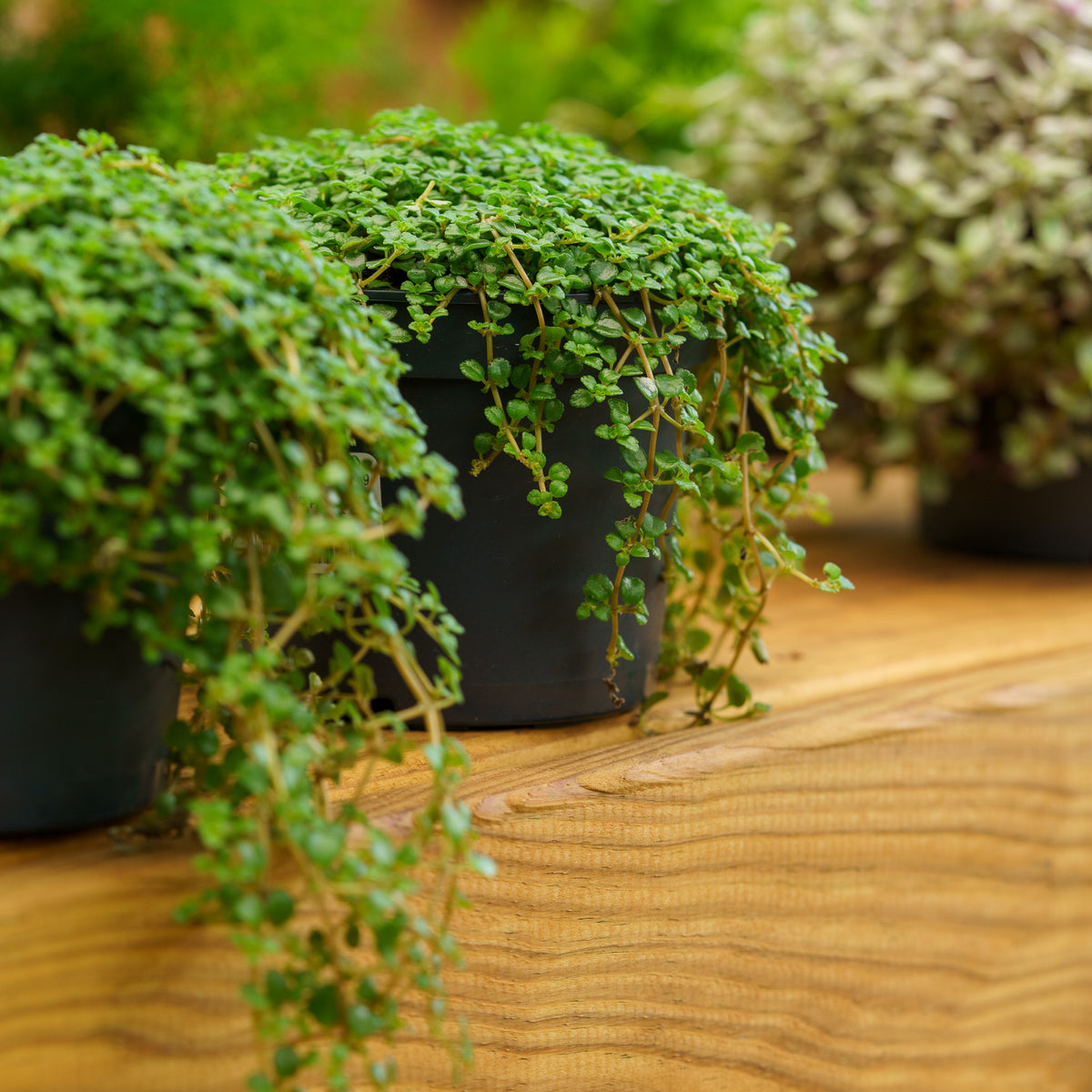 Sao Paulo Baby Tears – Plant Detectives