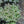 Load image into Gallery viewer, Sapphire Tuffet Stonecrop