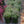 Load image into Gallery viewer, Sapphire Tuffet Stonecrop