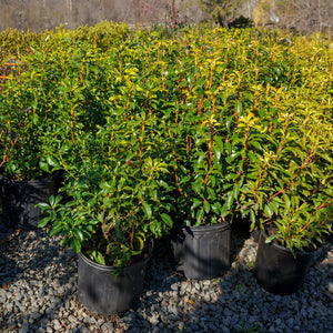 Sara Mountain Laurel