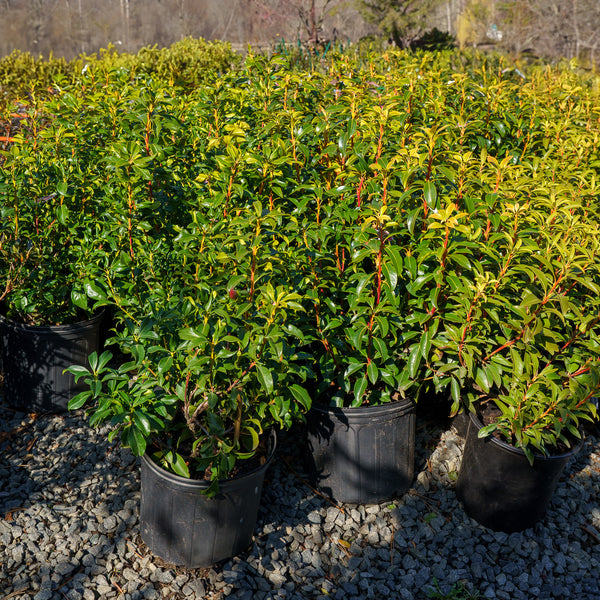 Sara Mountain Laurel