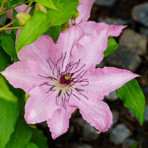 Sarah Elizabeth Clematis