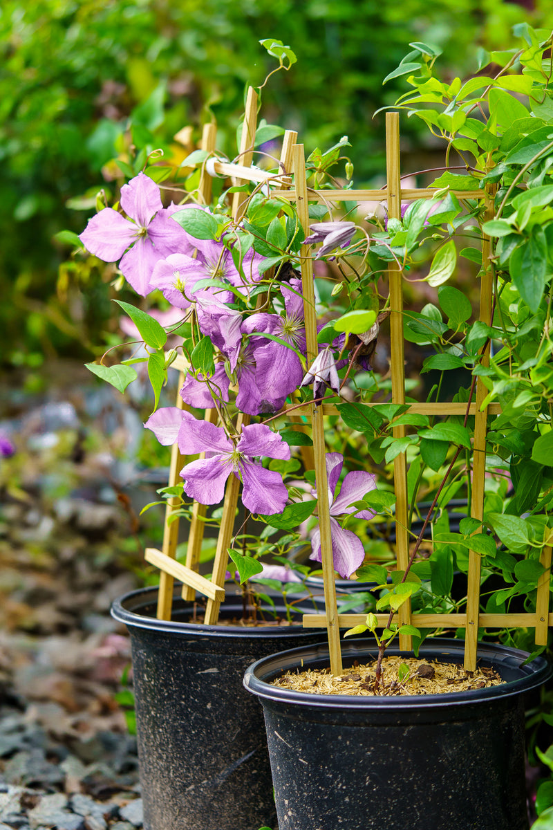 Boulevard Sarah Elizabeth Clematis – Plant Detectives