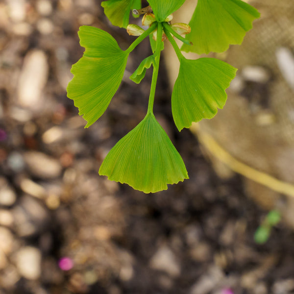 Saratoga Ginkgo