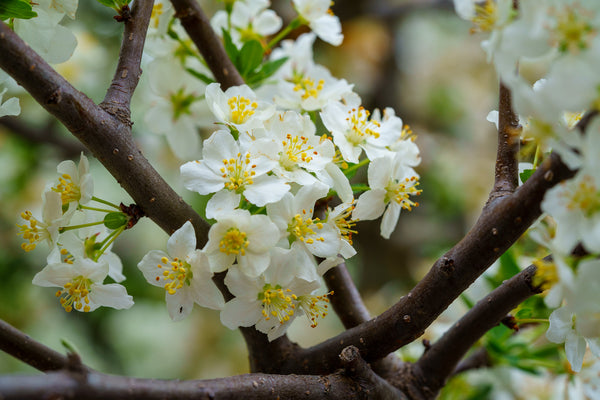 Sargent Crabapple - Crabapple - Flowering Trees