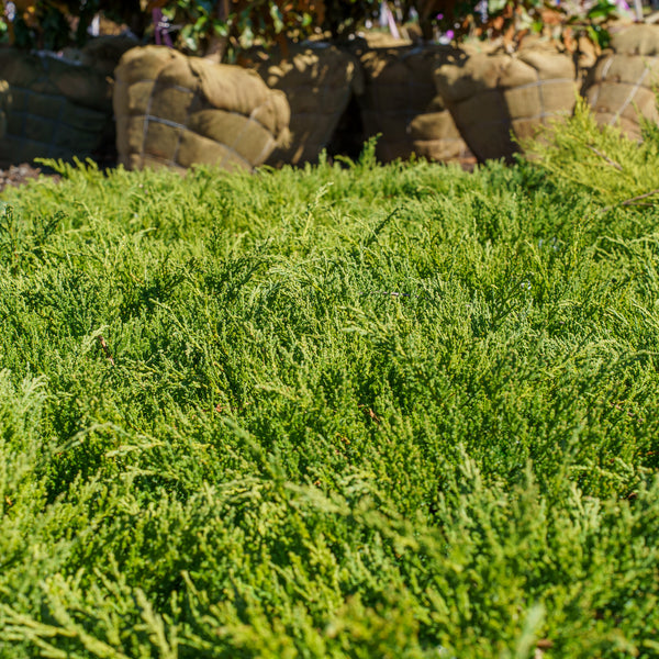 Sargent Chinese Juniper