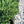 Load image into Gallery viewer, Sargent's Juniper - Juniper - Conifers