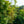 Load image into Gallery viewer, Sargent Rowan