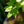 Load image into Gallery viewer, Sargent Rowan
