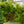 Load image into Gallery viewer, Sargent's Weeping Hemlock - Hemlock - Conifers