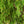 Load image into Gallery viewer, Sargent's Weeping Hemlock - Hemlock - Conifers