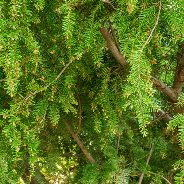 Sargent's Weeping Hemlock