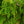 Load image into Gallery viewer, Sargent's Weeping Hemlock - Hemlock - Conifers