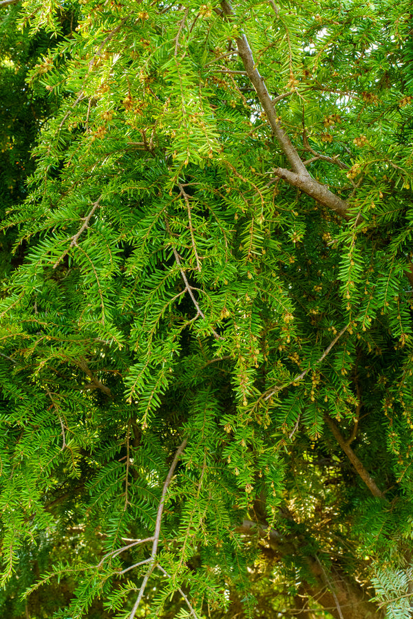 Sargent's Weeping Hemlock