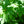 Load image into Gallery viewer, Sassafras - Other Shade Trees - Shade Trees