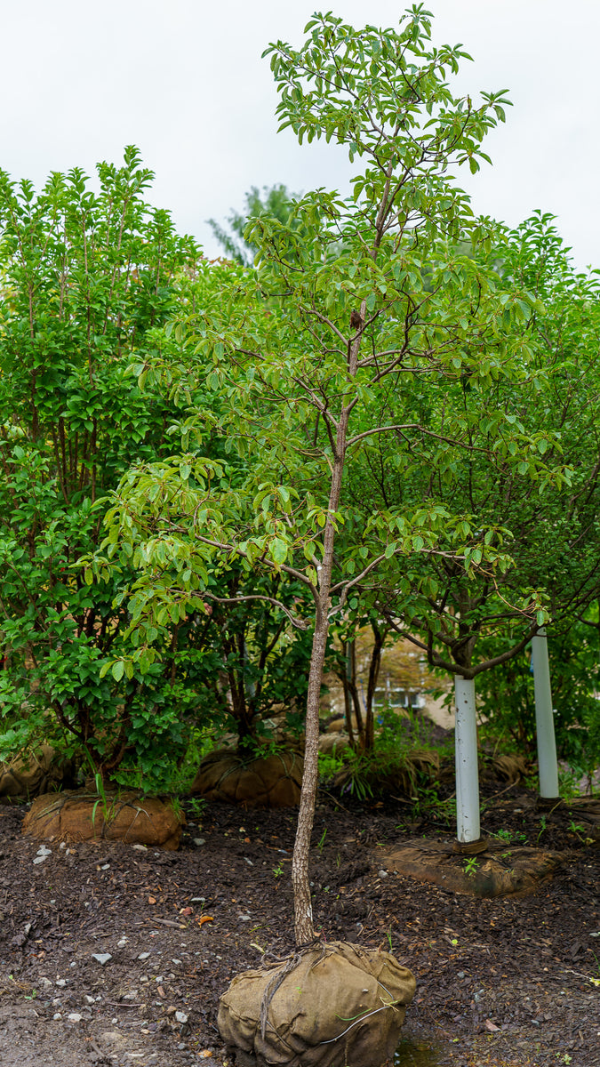 treeページ Sassafras_3_1200x1200.jpg?v=