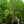 Load image into Gallery viewer, Sassafras